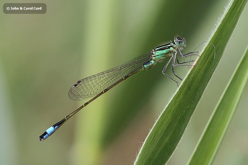 IMG_0709 Ischnura elegans teneral male.JPG